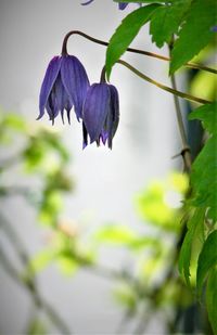 Close-up of purple flowering plant