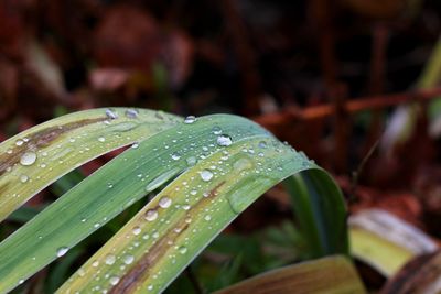 Close-up of raindrops on leaves