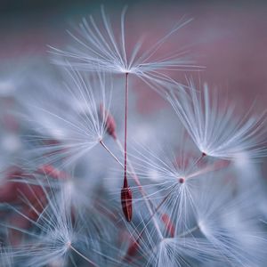 Close-up of dandelion against white background