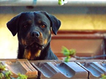 Portrait of dog