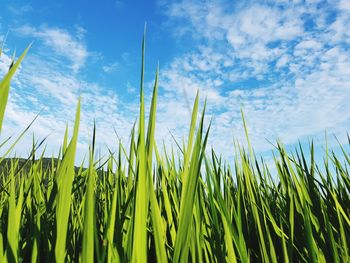 Crops growing on field against sky