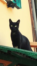 Portrait of black cat sitting outdoors