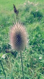 Close-up of thistle on field