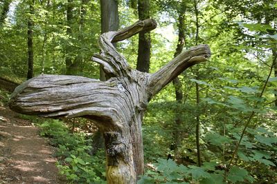 Trees in forest
