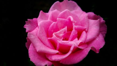 Close-up of pink rose blooming against black background