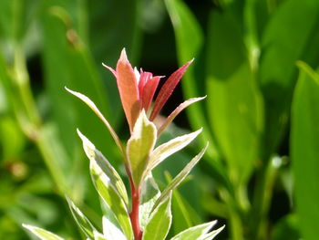 Close-up of red flowering plant