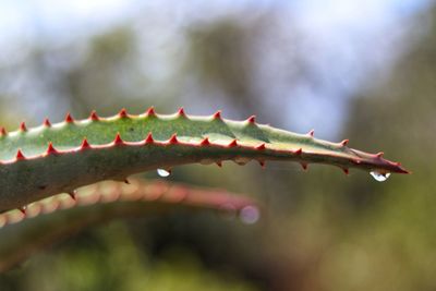 Close-up of raindrops on plant