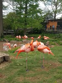 Birds on grass against trees