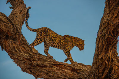 Leopard walking on tree