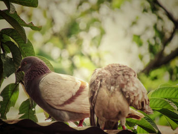 Close-up of bird perching outdoors