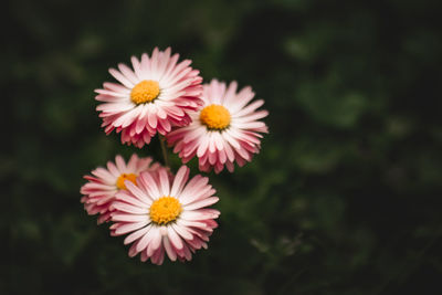 Close-up of pink flower