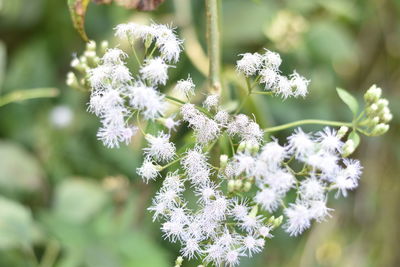 Close-up of white flowering plant in winter