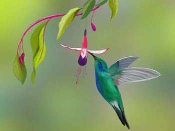 Close-up of bird flying