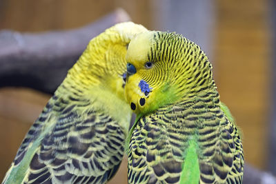 Close-up of parrot