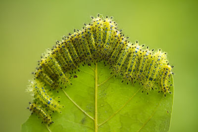 Colony caterpillar eating green leaf