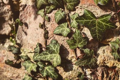 Full frame shot of green leaves