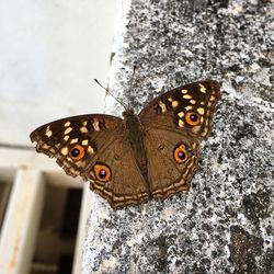 Close-up of butterfly