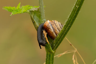 Close-up of insect on leaf