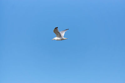 Low angle view of seagull flying against clear blue sky