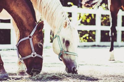 Close-up low section of two horses