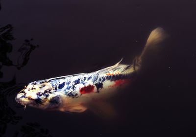 Jellyfish swimming in sea