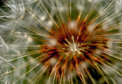 Close-up of dandelion on plant