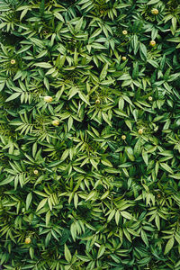 Green natural planting background from fresh tagetes seedling leaves