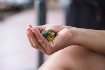 A small yellow bird perched on the hand