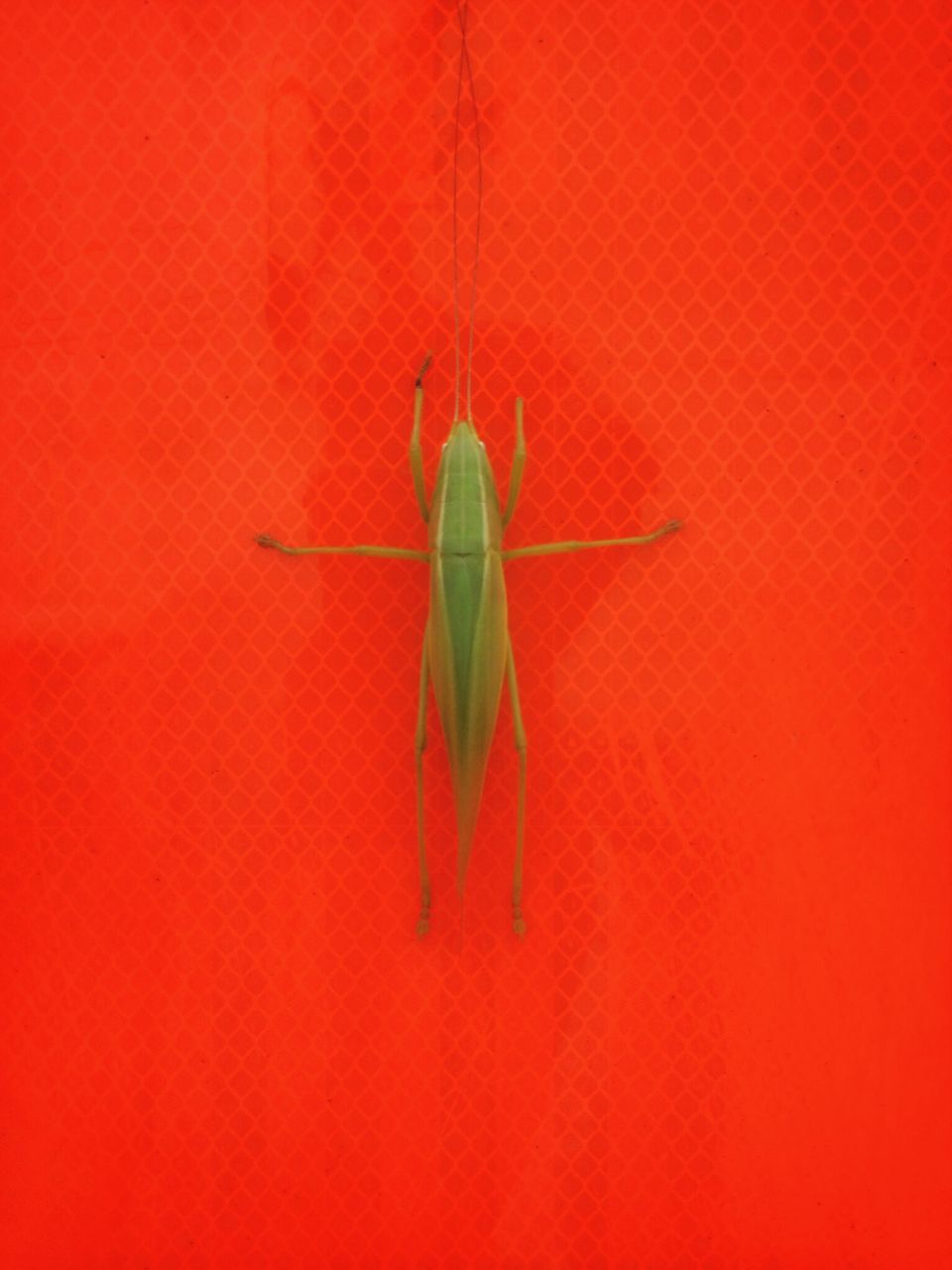 red, insect, one animal, wall - building feature, close-up, leaf, animal themes, wildlife, animals in the wild, high angle view, green color, studio shot, no people, single object, copy space, wall, nature, day, orange color, textured
