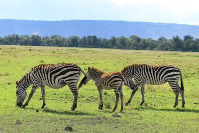 Zebras grazing on landscape against sky