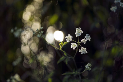 Close-up of white flowering plant