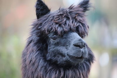 Close-up portrait of a horse