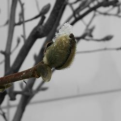 Close-up of flower growing on tree