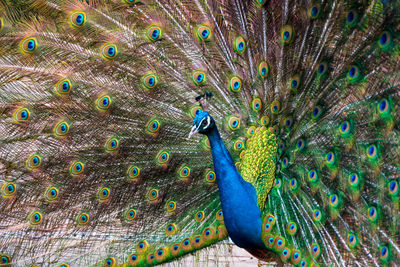 Close-up of peacock displaying colorful feathers