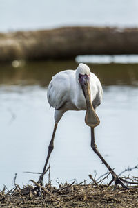 View of bird on lakeshore