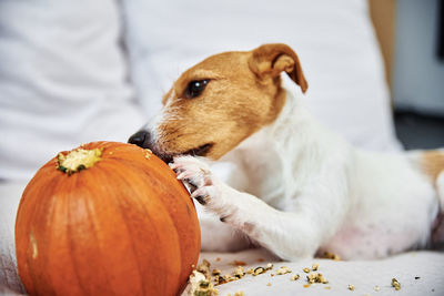 Dog gnaws orange pumpkin indoors