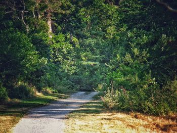 Footpath in forest