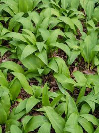 Full frame shot of fresh green leaves