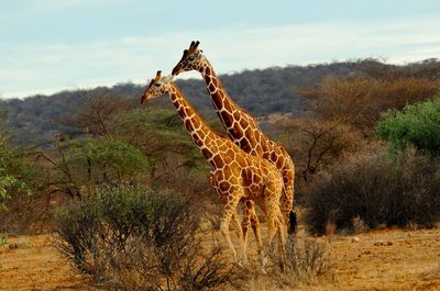 View of giraffe on landscape against sky