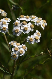 Close-up of white flowering plant