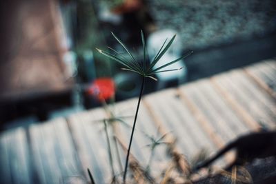 Close-up of potted plant