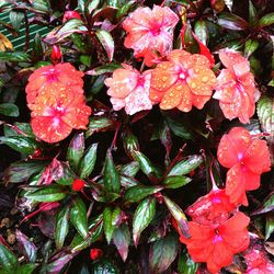 Close-up of wet flowers blooming outdoors