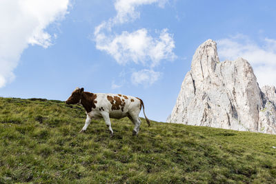 Cow standing in a field