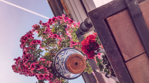 High angle view of rose potted plant on table