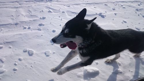 Dog lying down on snow