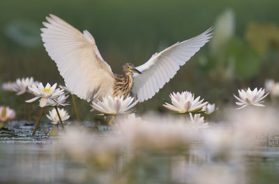 View of white flowers