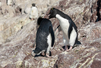 View of birds on rock