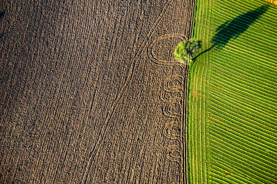 Full frame shot of agricultural field