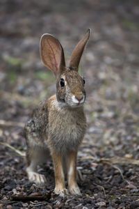 Portrait of squirrel on land