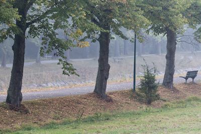 Trees on field in forest